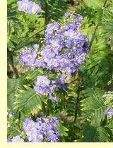 Синюха голубая (Polemonium coeruleum L) Синюха голубая (Polemonium coeruleum L)